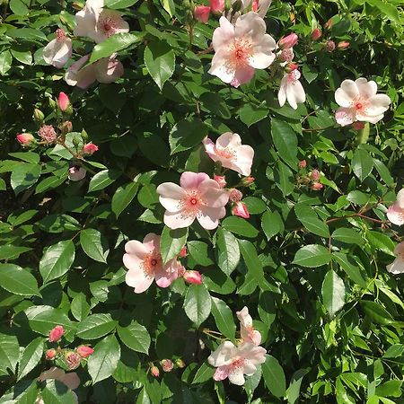 Guesthouse Flora 로디 외부 사진
